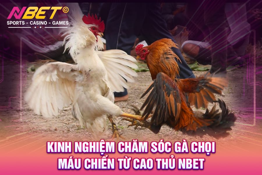 cham-soc-ga-choi-nbetgr